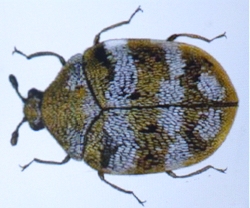 carpet beetles Scarborough, Whitby, Bridlington